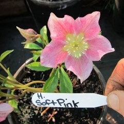 Hellebore Soft Pink